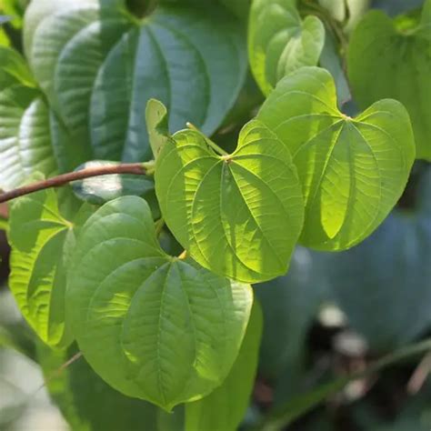 山藥盆栽|長山藥 (Dioscorea polystachya) 照顧，種植，繁殖，開花時間